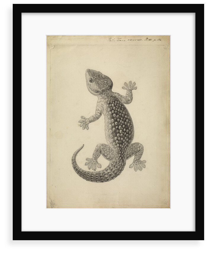 Lacerta gecko by William Clift