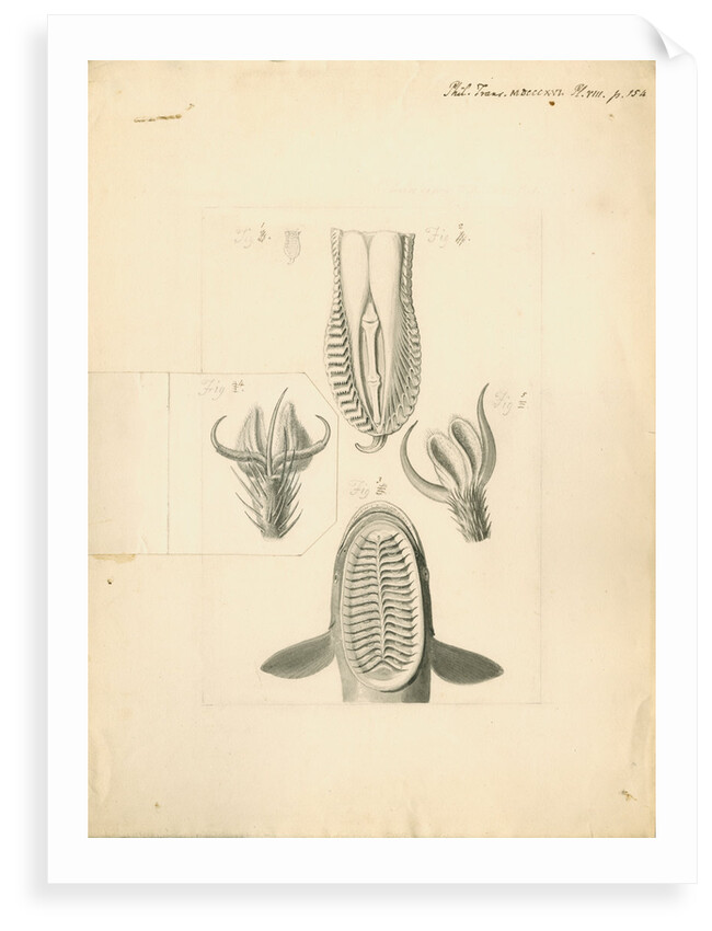 Feet of Lacerta gecko and house-fly with gripping organ of the suckerfish by William Clift