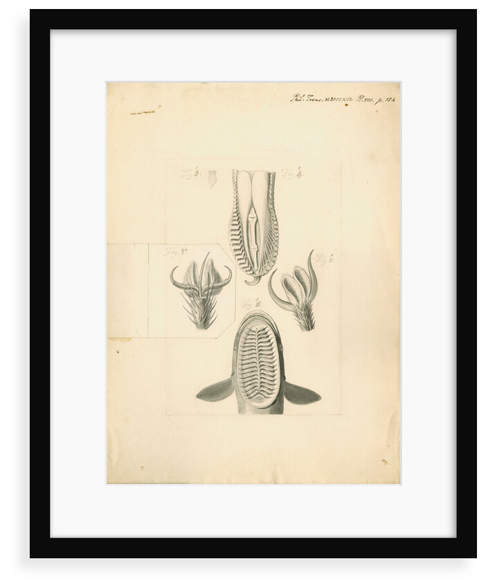 Feet of Lacerta gecko and house-fly with gripping organ of the suckerfish by William Clift