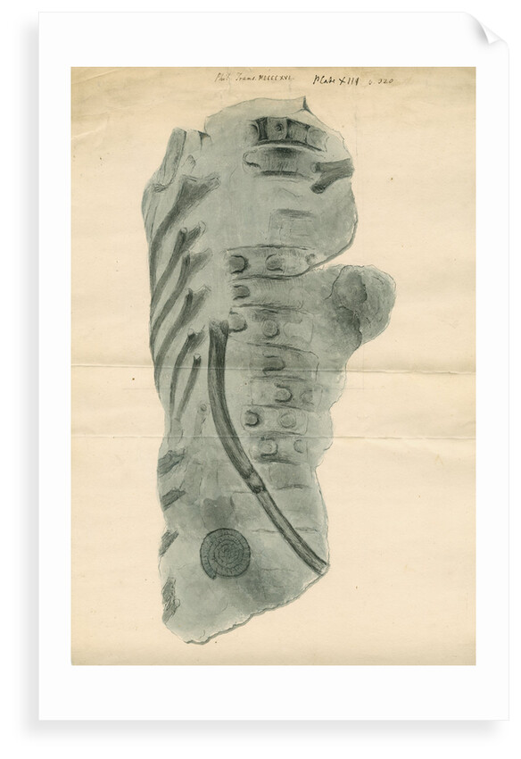 Ichthyosaur ribs fossil by Anonymous