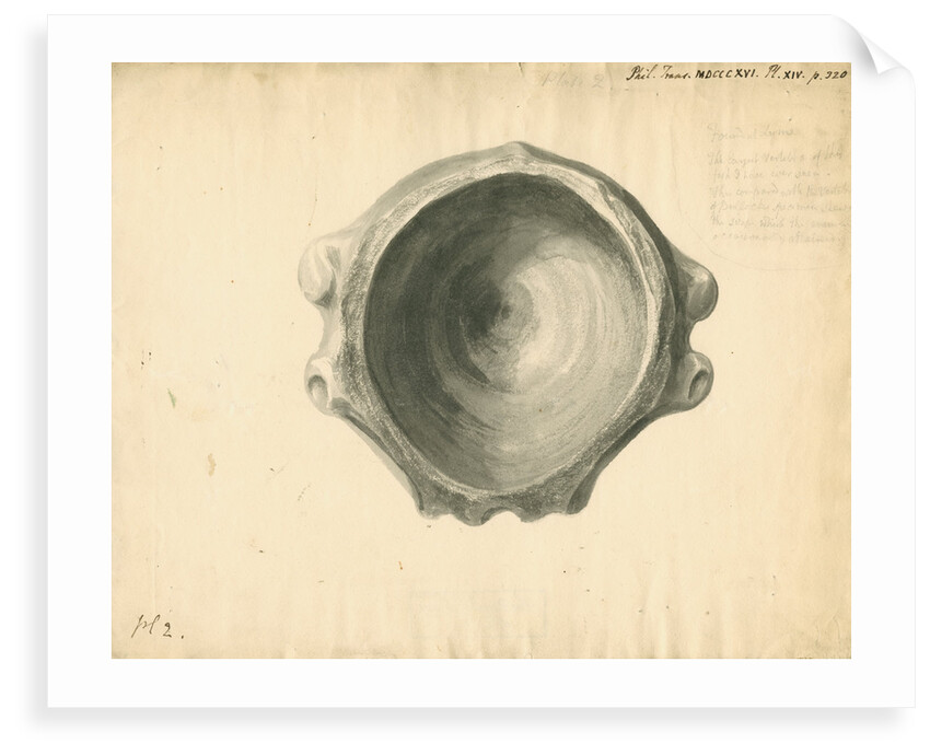 Fossilised Ichthyosaur vertebra by William Clift