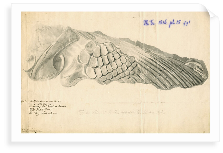 Fossilised Ichthyosaur paddle and scapula by William Clift
