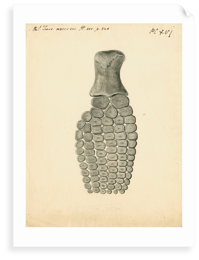 Fossilised Ichthyosaur paddle by William Clift