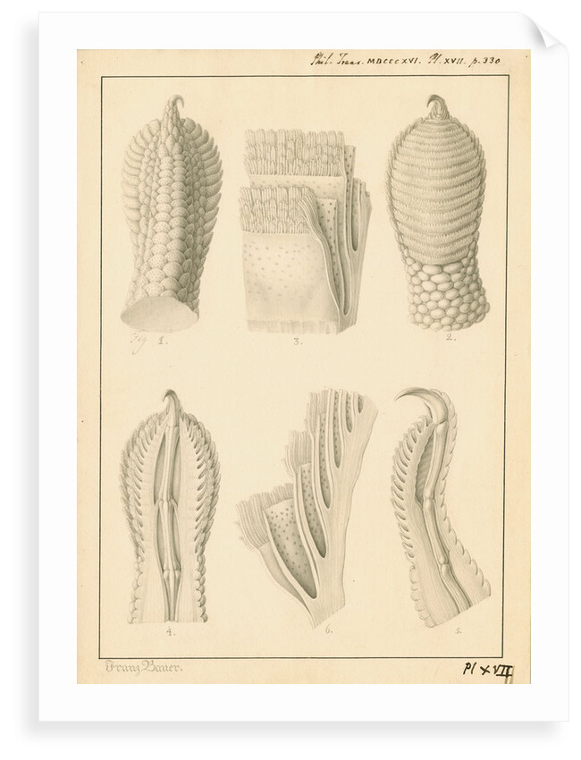 Lacerta gecko toes by Franz Andreas Bauer
