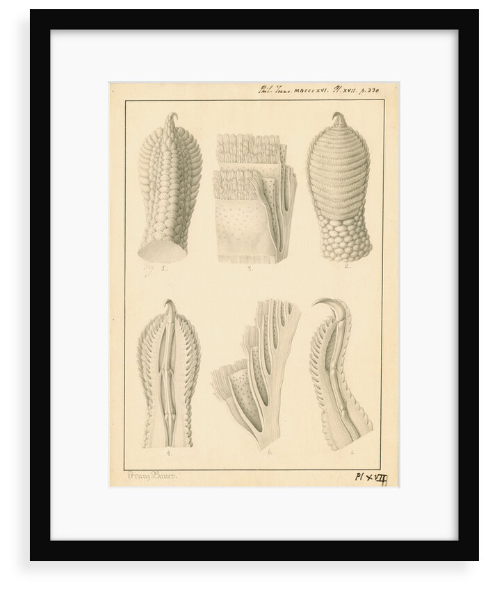 Lacerta gecko toes by Franz Andreas Bauer