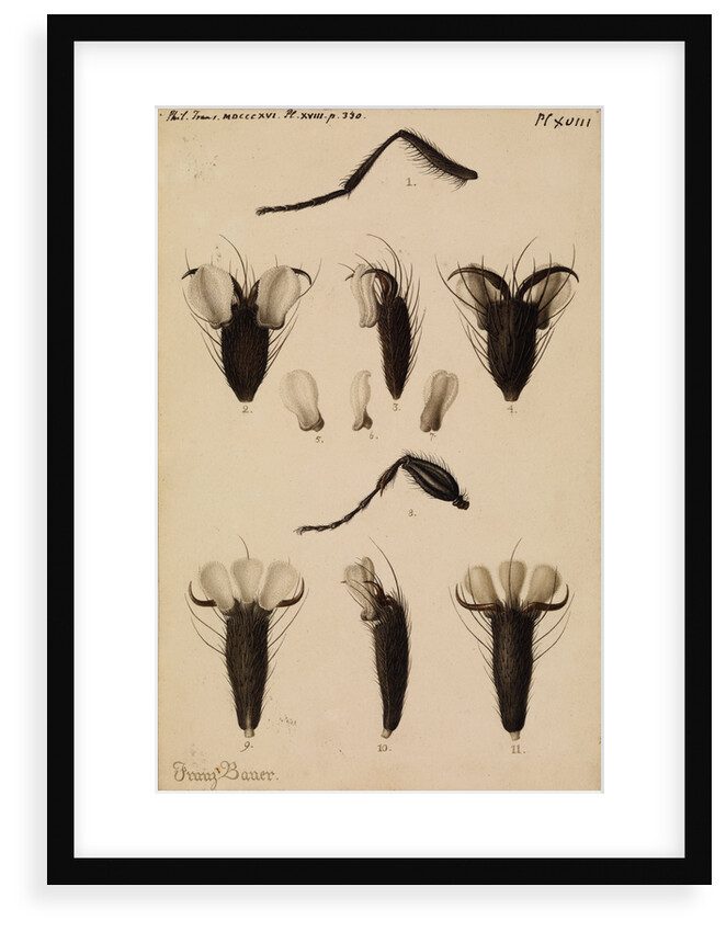 Bluebottle fly and Fever-fly legs by Franz Andreas Bauer