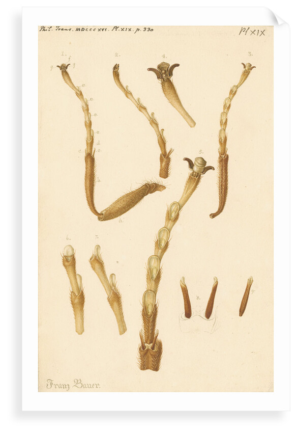 Yellow Saw-fly legs by Franz Andreas Bauer