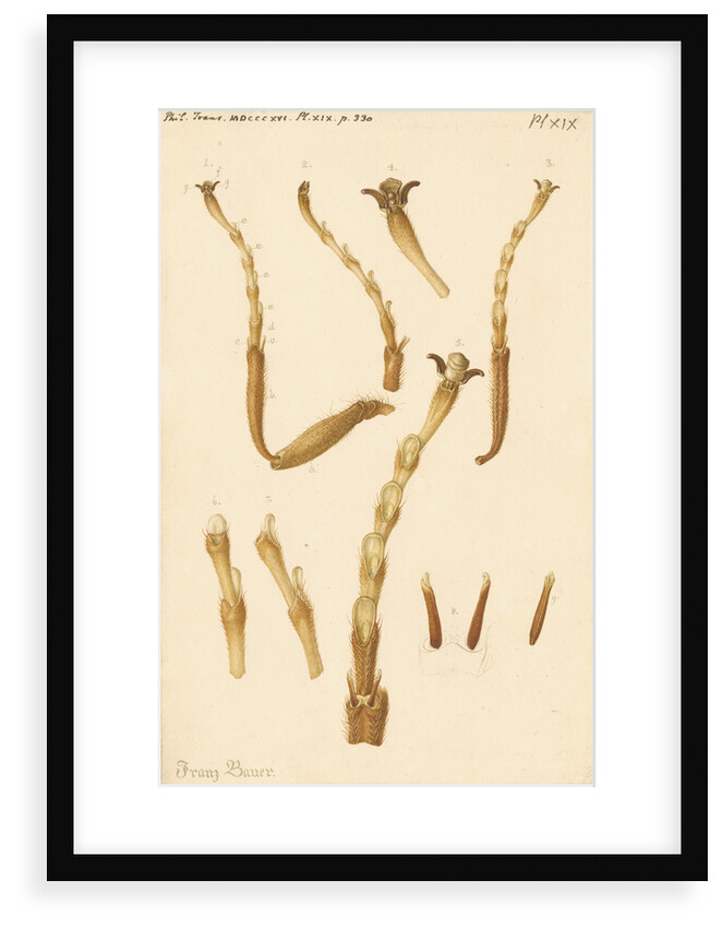 Yellow Saw-fly legs by Franz Andreas Bauer