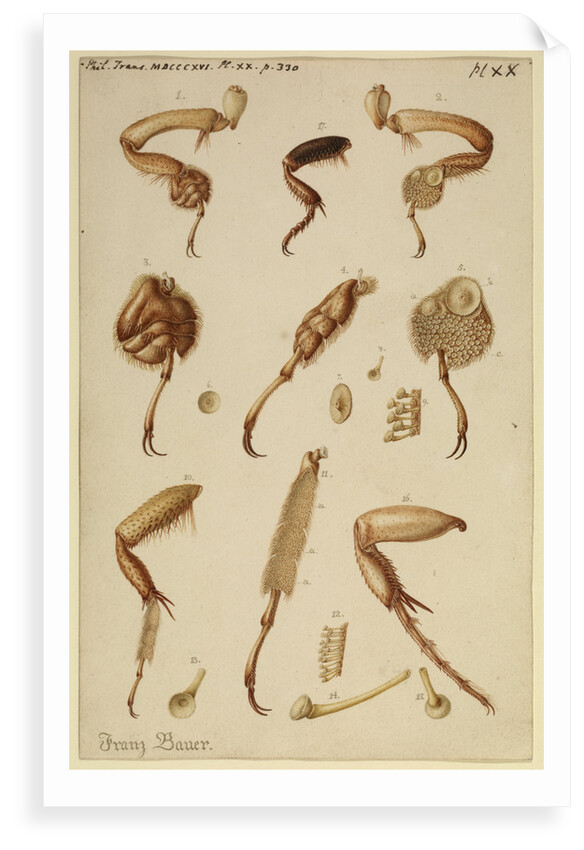 Great diving beetle legs by Franz Andreas Bauer