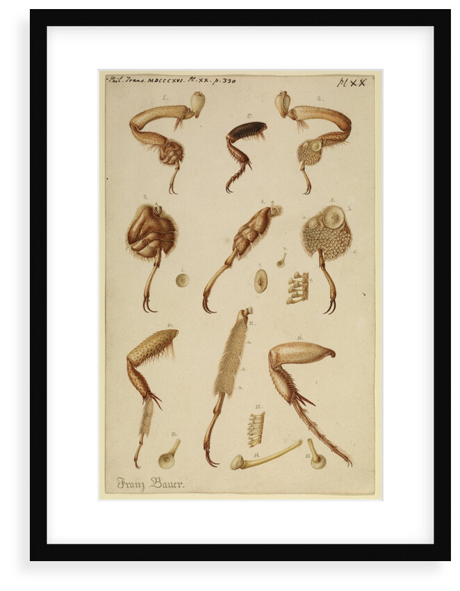 Great diving beetle legs by Franz Andreas Bauer