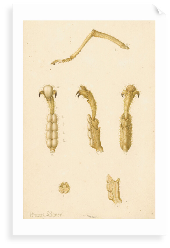 Abyssinian cricket legs by Franz Andreas Bauer