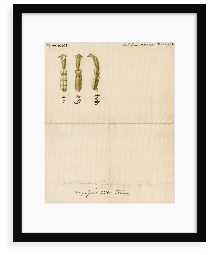 Grasshopper legs by Franz Andreas Bauer