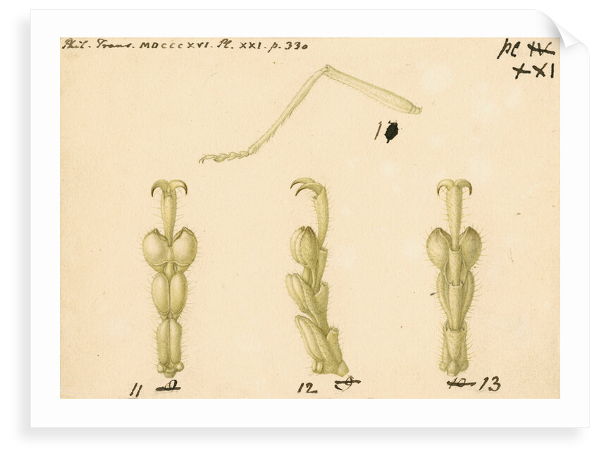 Oak bush-cricket legs by Franz Andreas Bauer