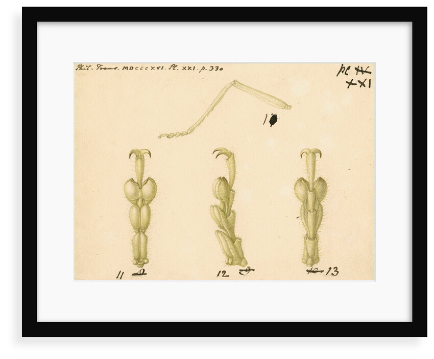 Oak bush-cricket legs by Franz Andreas Bauer