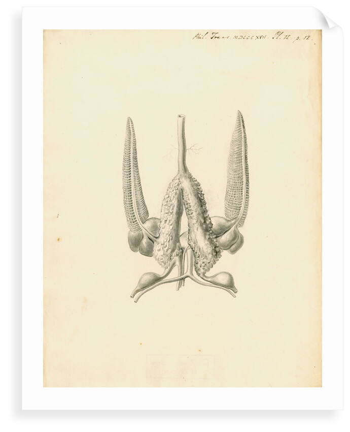 Heart of the Sepia officinalis [Common cuttlefish] by William Clift
