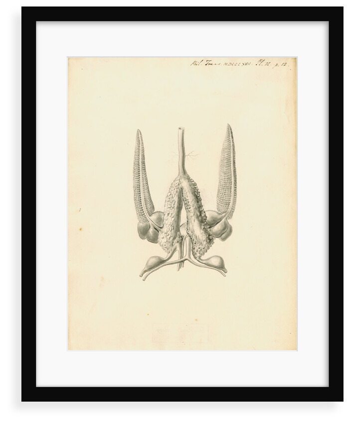 Heart of the Sepia officinalis [Common cuttlefish] by William Clift