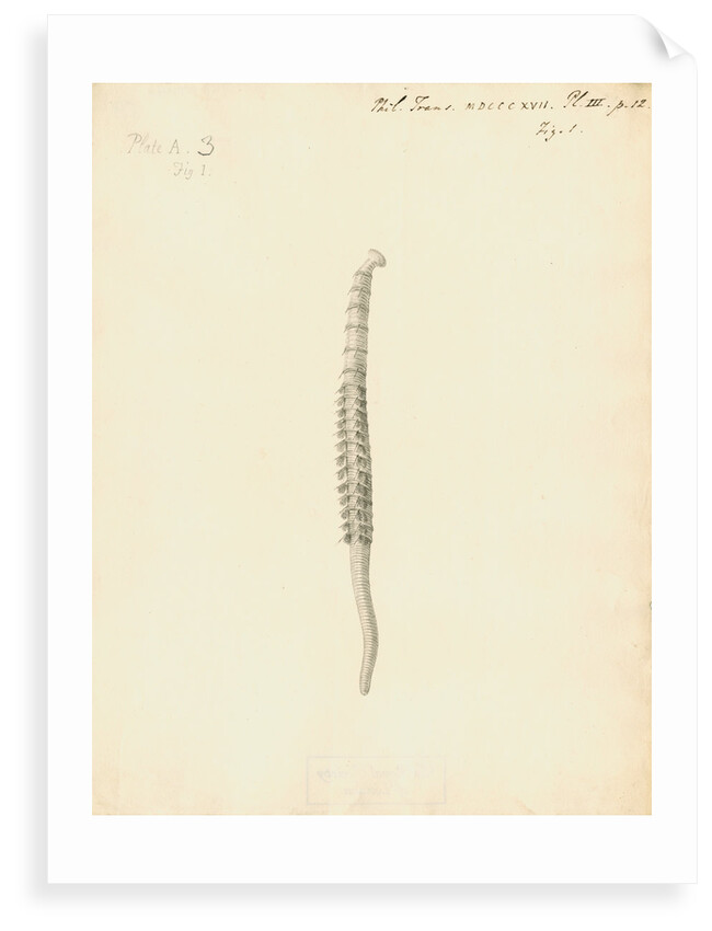Lumbricus marinus [Lugworm] by William Clift
