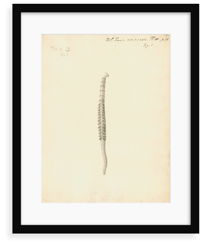 Lumbricus marinus [Lugworm] by William Clift
