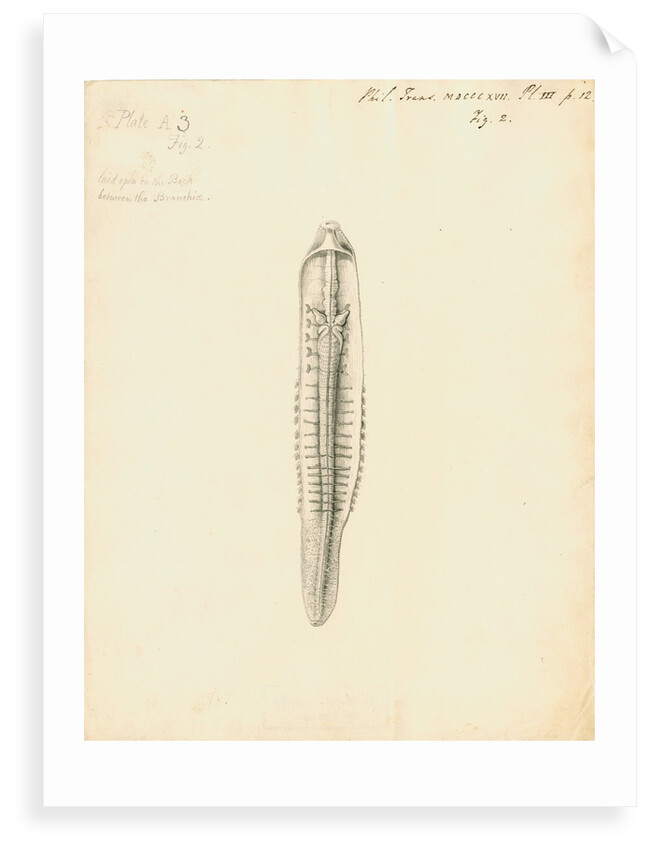 Lumbricus marinus [Lugworm] dissected by William Clift