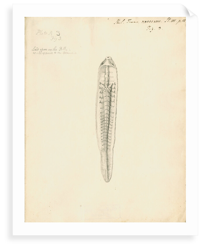 Lumbricus marinus [Lugworm] dissected by William Clift