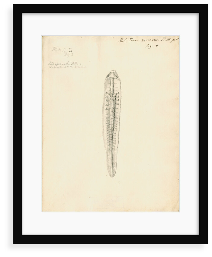 Lumbricus marinus [Lugworm] dissected by William Clift