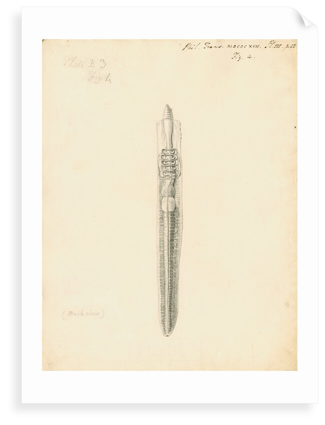 Lumbricus terrestris [Earthworm] dissected by William Clift