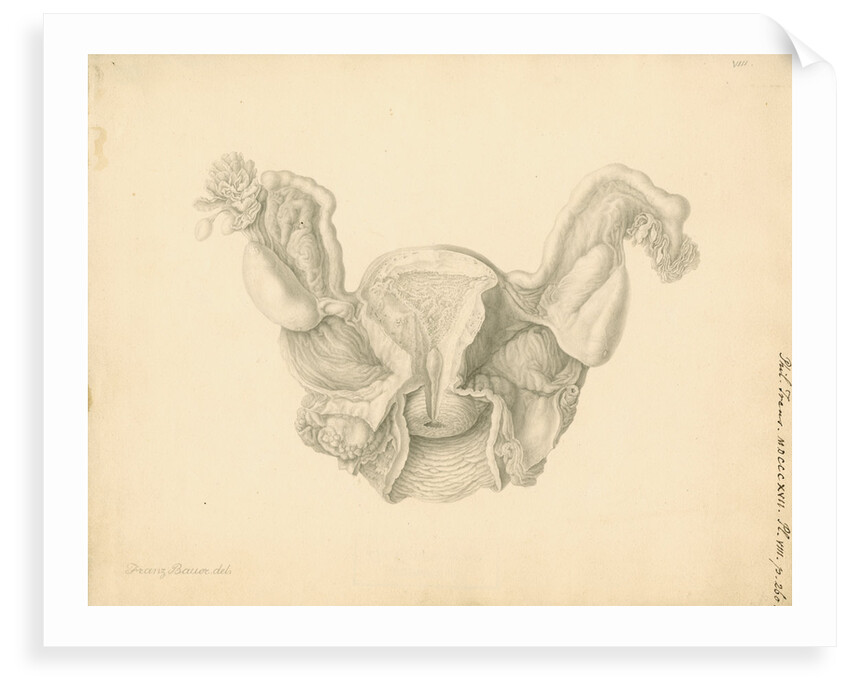 Human uterus by Franz Andreas Bauer