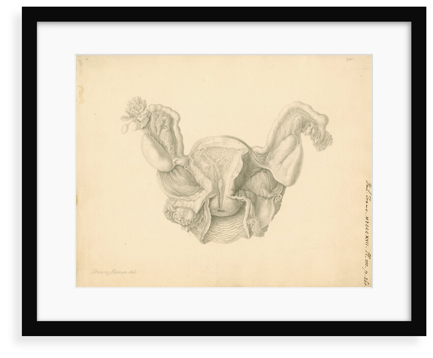 Human uterus by Franz Andreas Bauer