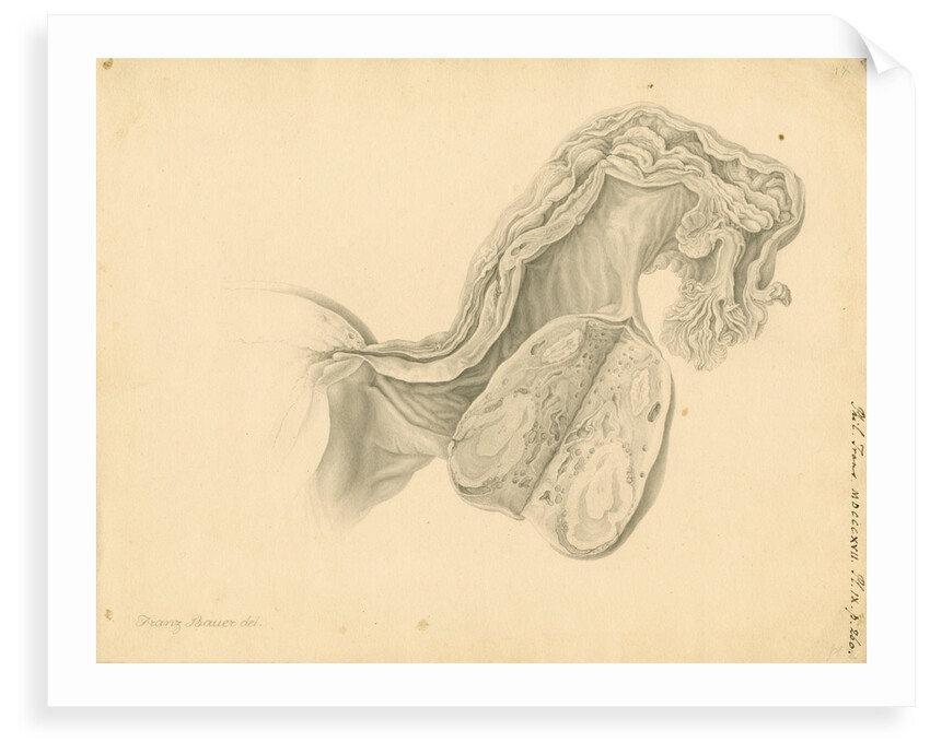 Human ovary by Franz Andreas Bauer