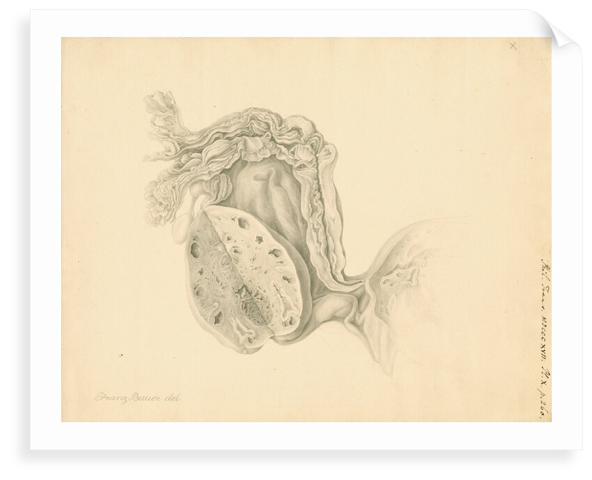 Human ovary by Franz Andreas Bauer