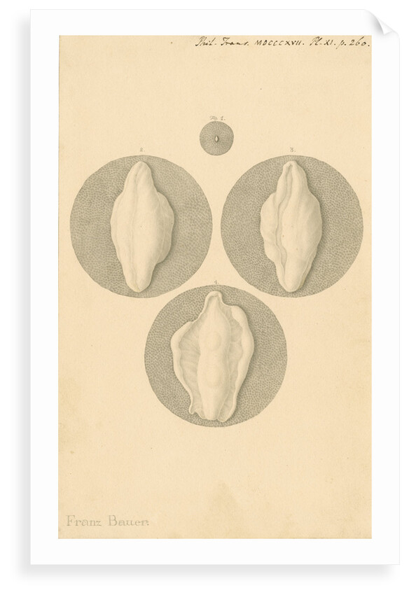 Human ovum by Franz Andreas Bauer