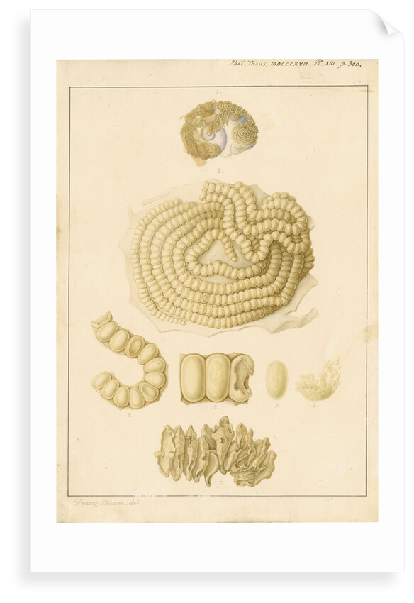 Helix janthina [marine snail] by Franz Andreas Bauer