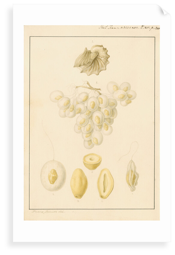 Argonaut shell and eggs by Franz Andreas Bauer