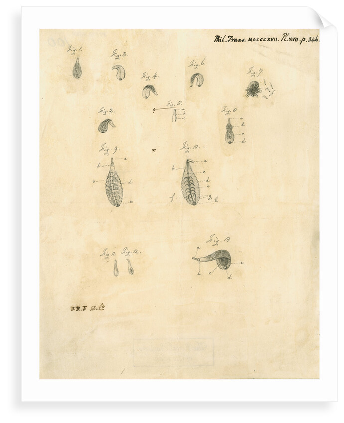 Specimens of leeches by James Rawlins Johnson
