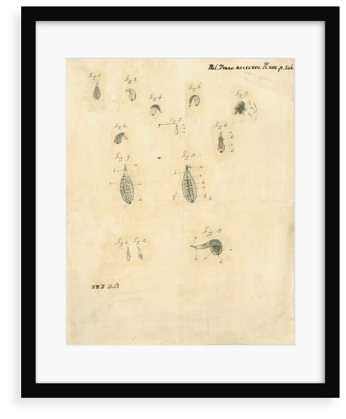 Specimens of leeches by James Rawlins Johnson