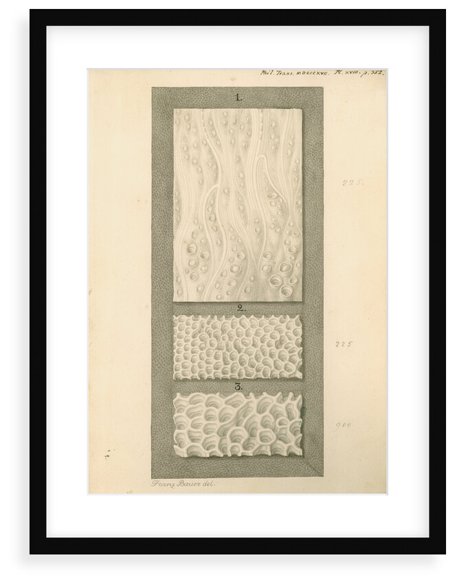 Interior surfaces of the human oesophagus and stomach by Franz Andreas Bauer
