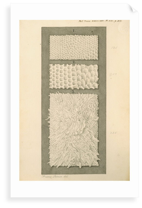 Interior surfaces of the human stomach and duodenum by Franz Andreas Bauer