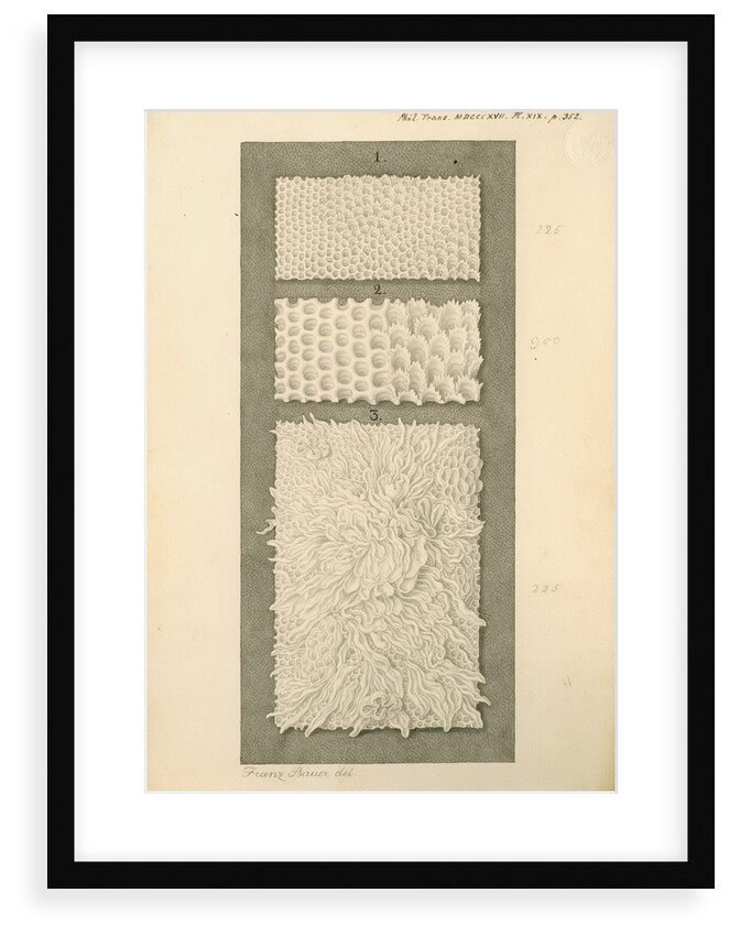 Interior surfaces of the human stomach and duodenum by Franz Andreas Bauer