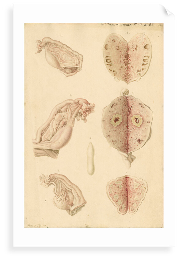 Human ovary and corpus luteum at different ages by Franz Andreas Bauer