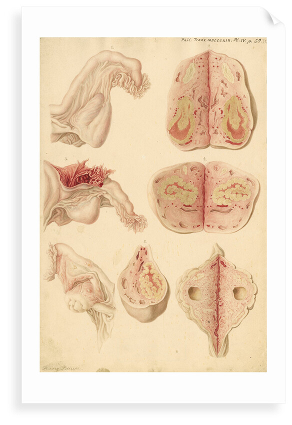 Human ovary and corpus luteum during and after pregnancy by Franz Andreas Bauer