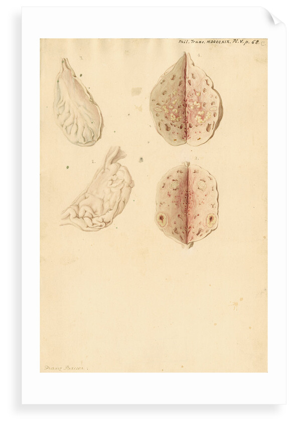 Human ovary and corpus luteum during and after pregnancy by Franz Andreas Bauer