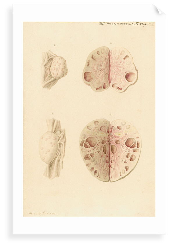 Ovaries of a cow by Franz Andreas Bauer