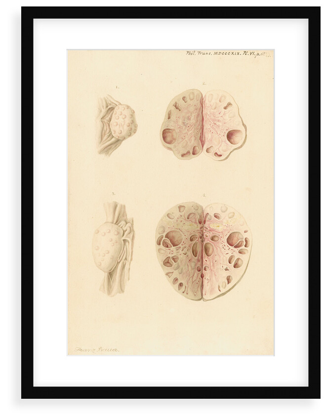 Ovaries of a cow by Franz Andreas Bauer