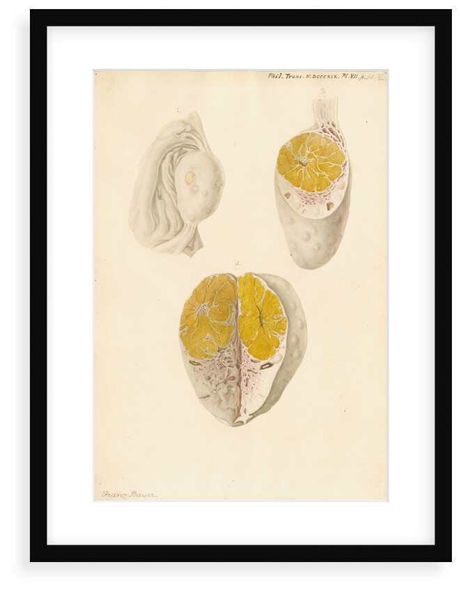 Ovaries of a cow by Franz Andreas Bauer