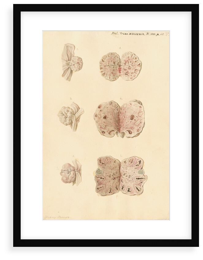 Ovaries of a pig by Franz Andreas Bauer