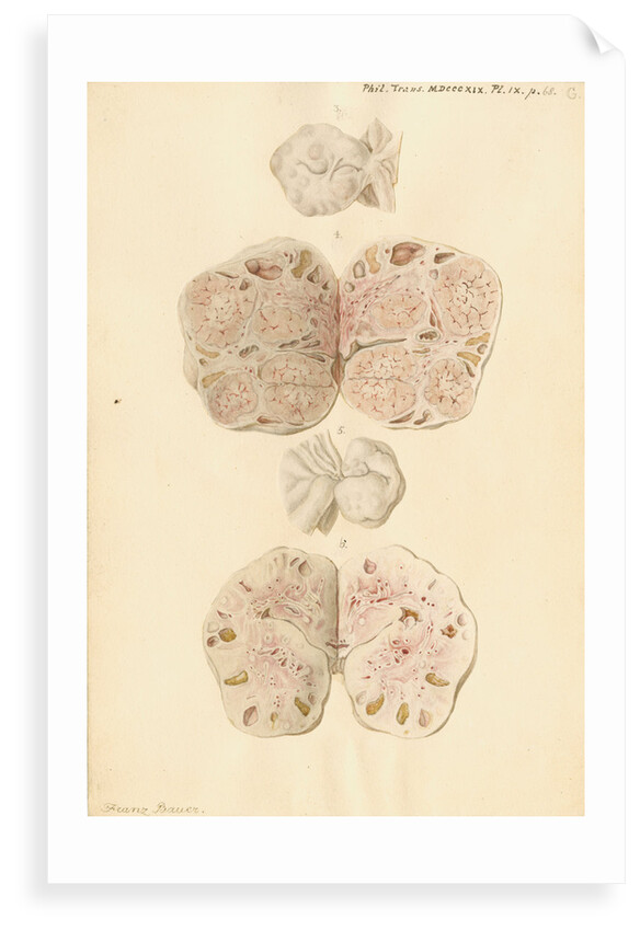 Ovaries of a pig by Franz Andreas Bauer