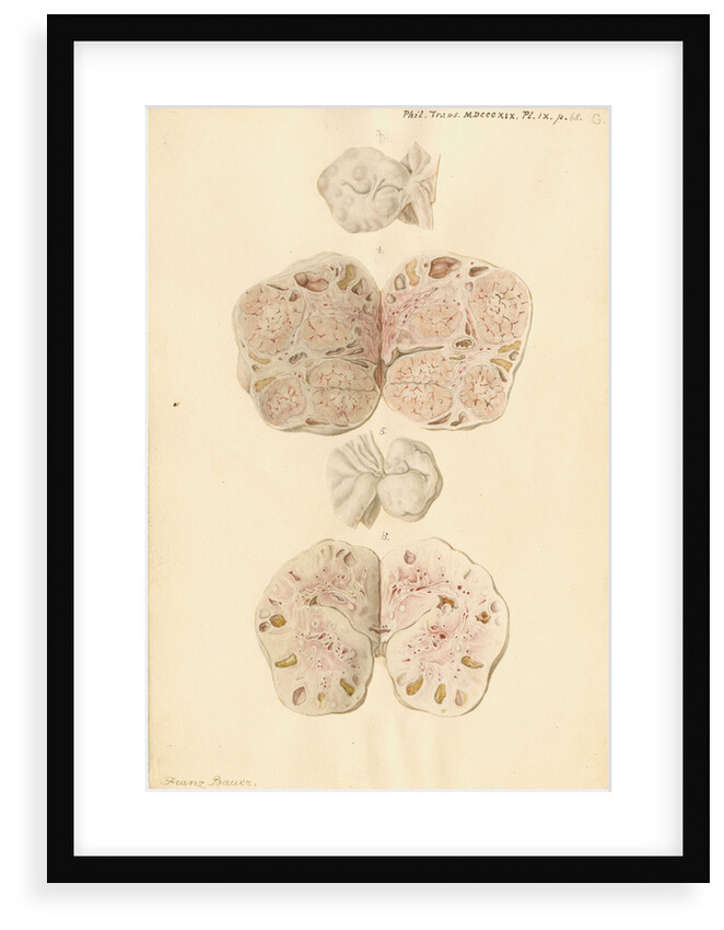 Ovaries of a pig by Franz Andreas Bauer
