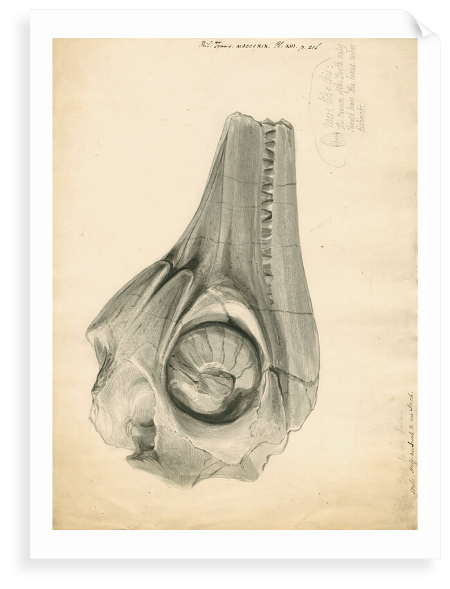 Fossil skull of the Proteo-saurus [Ichthyosaur] by William Clift