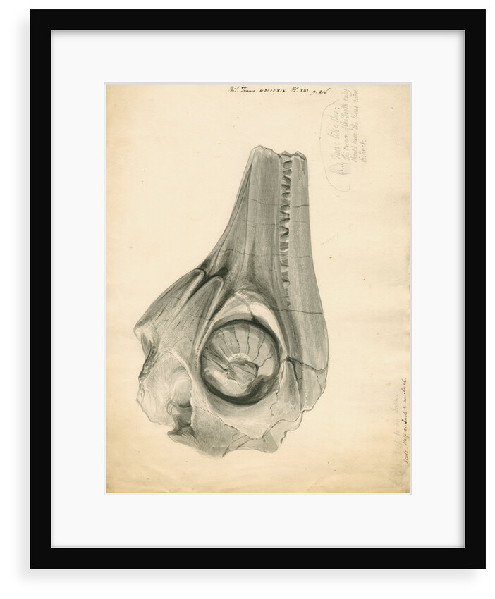 Fossil skull of the Proteo-saurus [Ichthyosaur] by William Clift