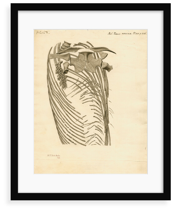 Fossil ribs, sternum and vertebrae of the Proteo-saurus [Ichthyosaur] by Henry Thomas de la Beche